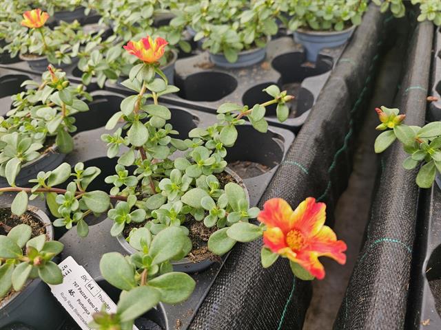 Portulaca