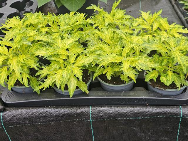 coleus