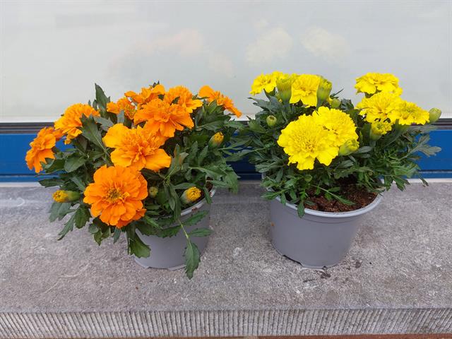Tagetes - oeillet d´inde