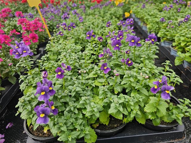 Nemesia