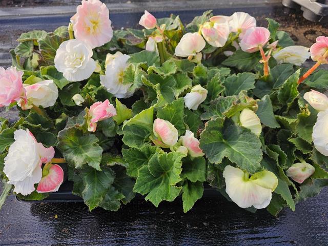 Begonia non stop