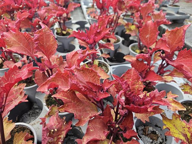 Coleus