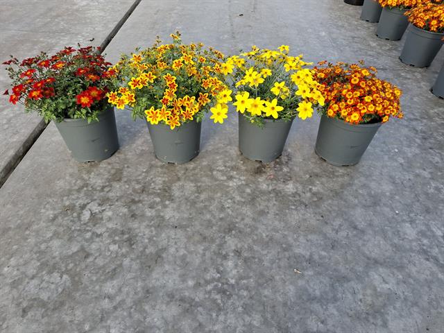 Bidens