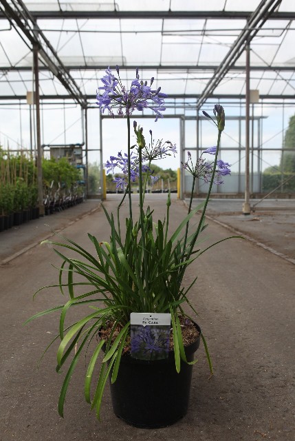 agapanthus