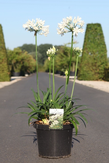 agapanthus