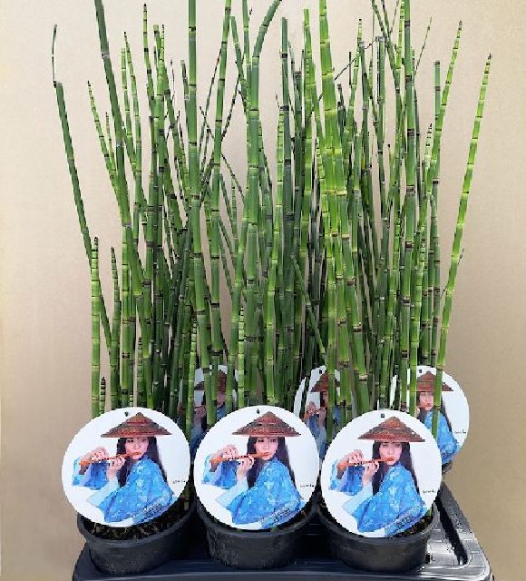 Equisetum