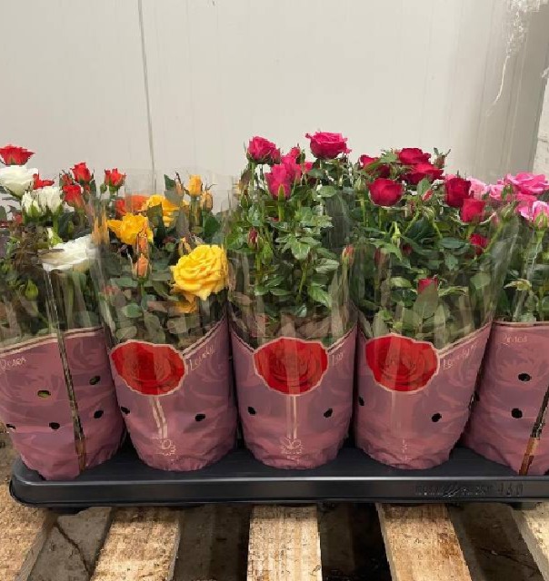 Rosa mini