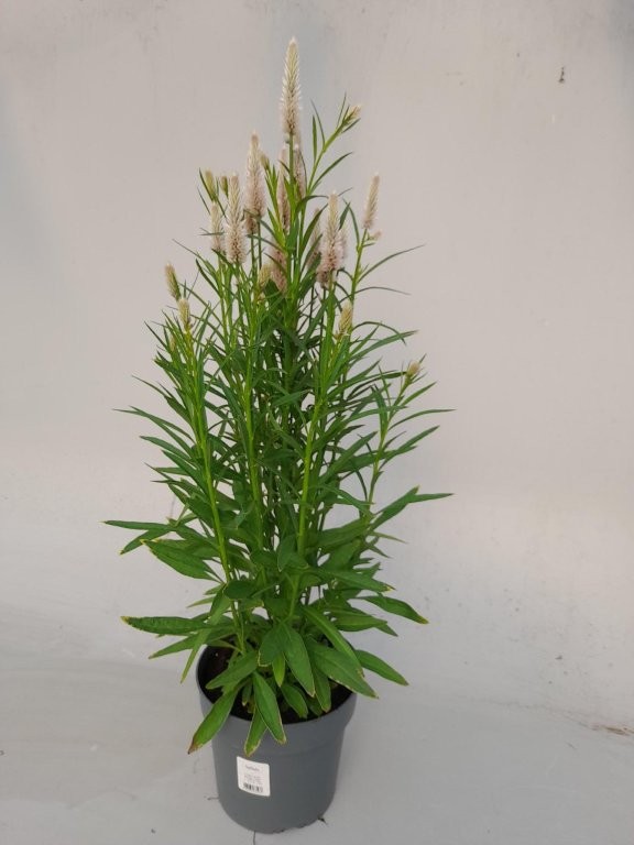celosia