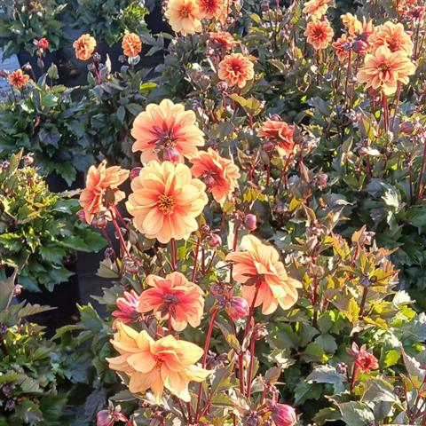 dahlia