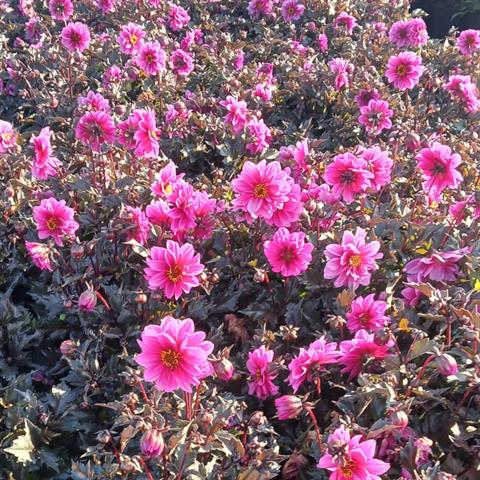 dahlia