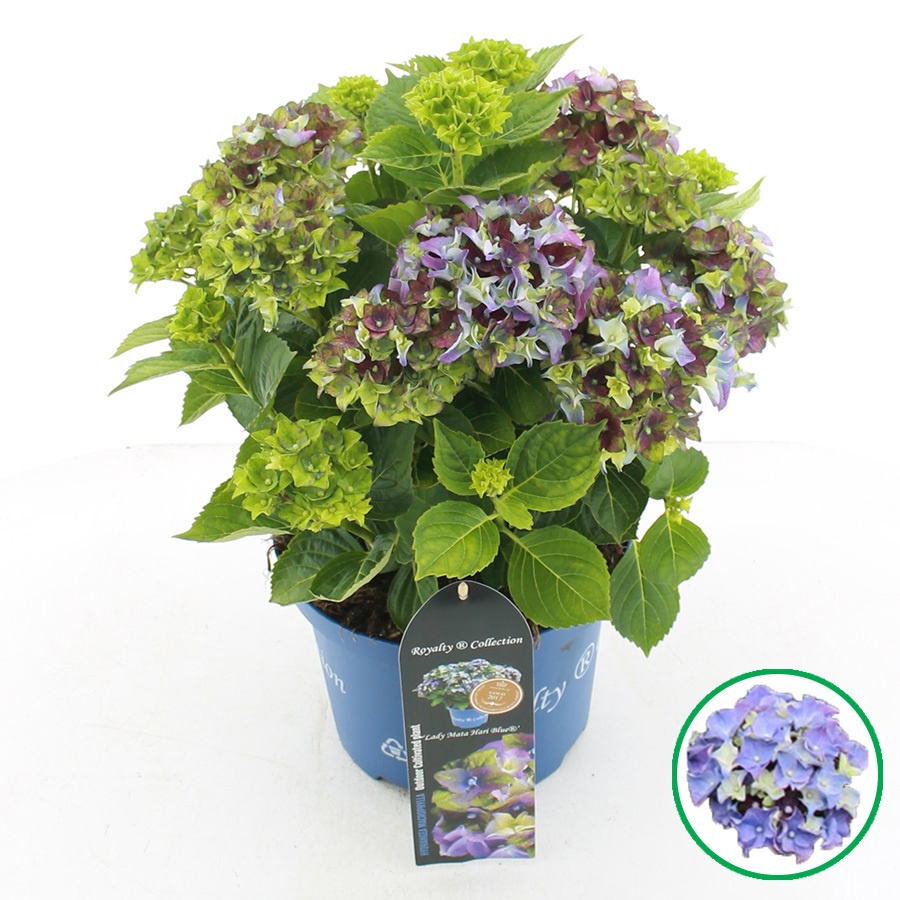 hydrangea