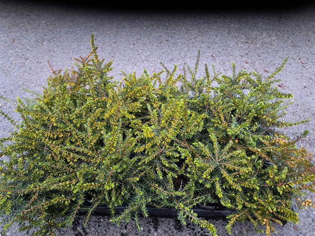Erica darleyensis