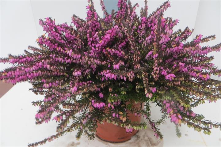 Erica darleyensis