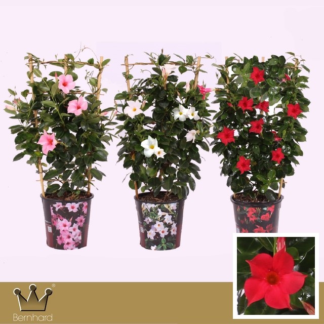 mandevilla-dipladenia