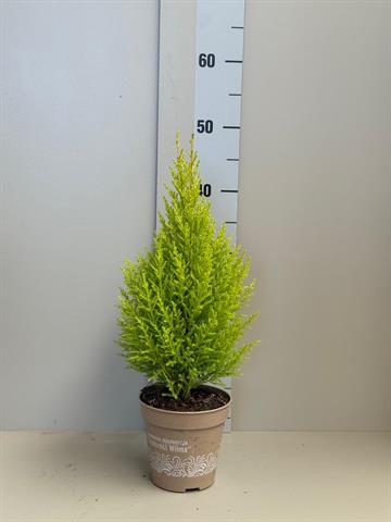 Cupressus