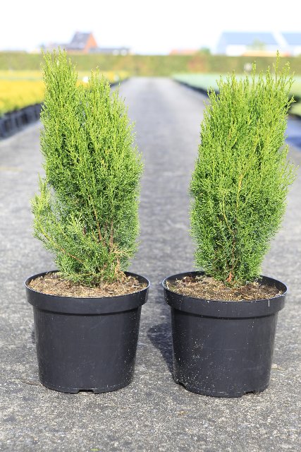 cupressus