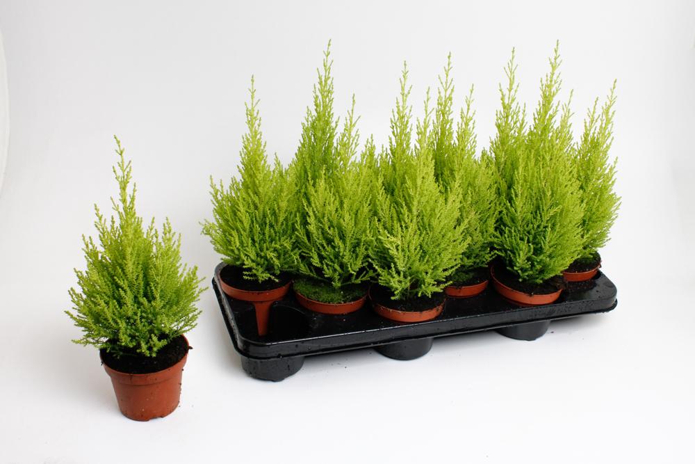 cupressus