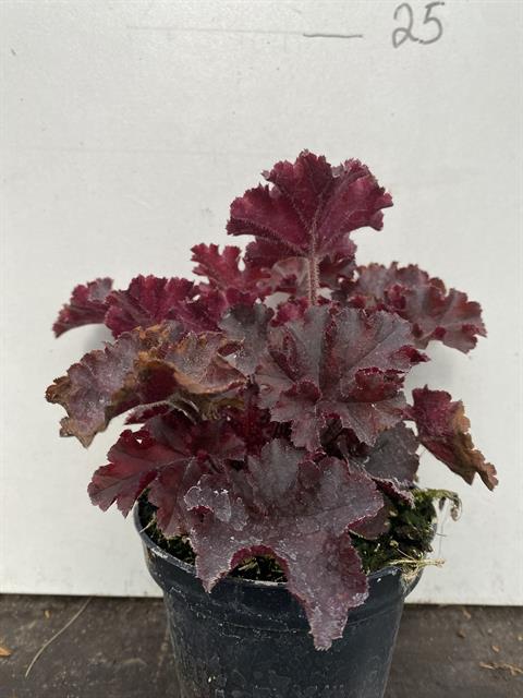 Heuchera