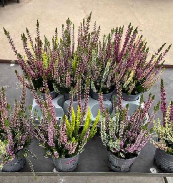 Calluna