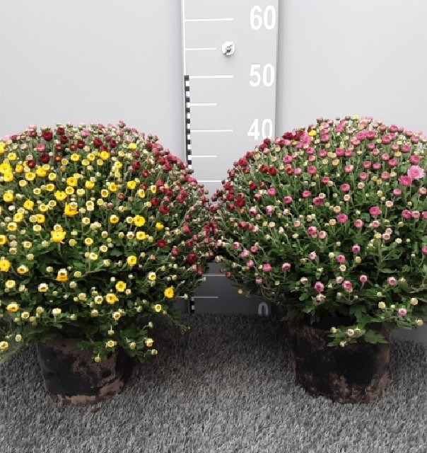 Chrysanthemum multi boule
