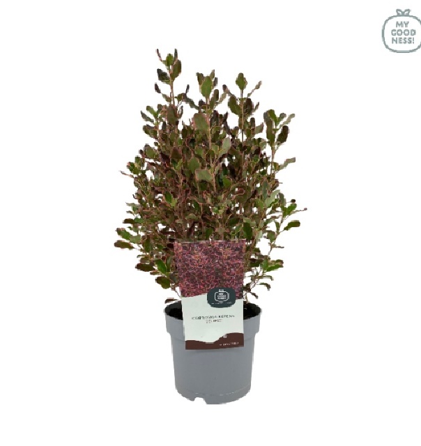 Coprosma