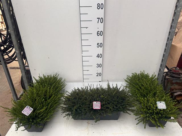 Erica darleyensis