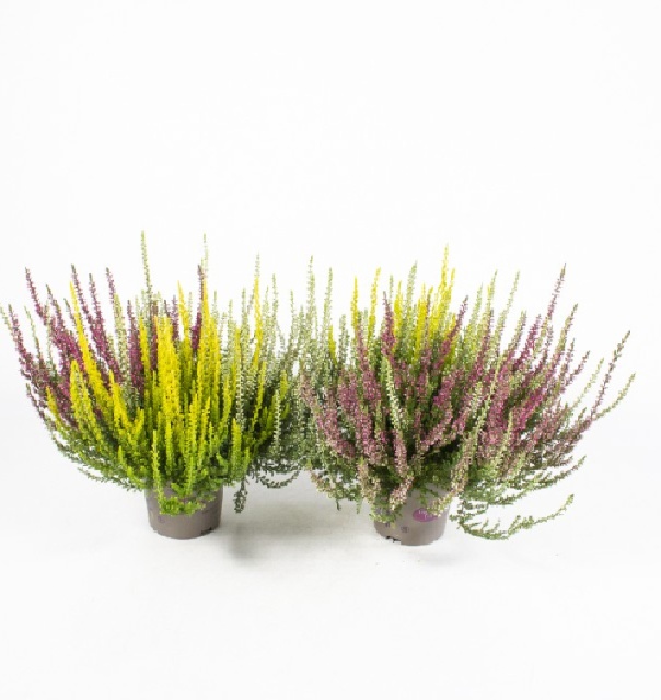 Calluna