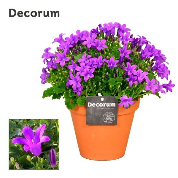 campanula