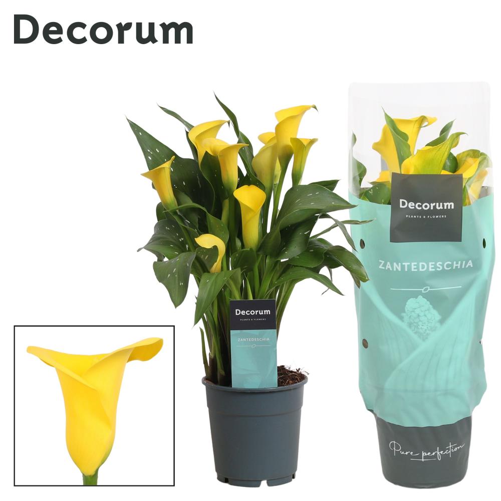 zantedeschia