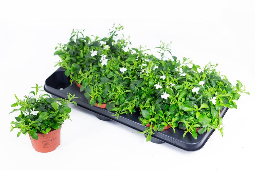 lobelia