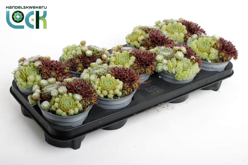 sempervivum