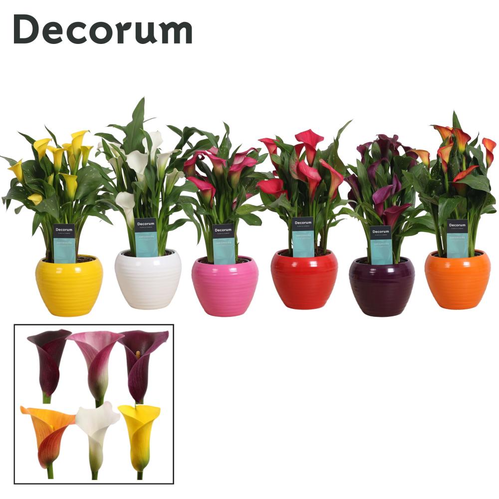 zantedeschia