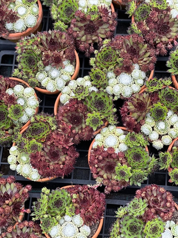 sempervivum
