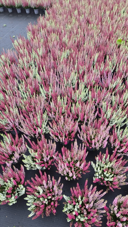 Calluna