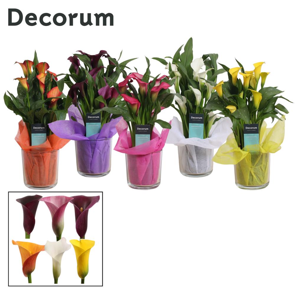 zantedeschia