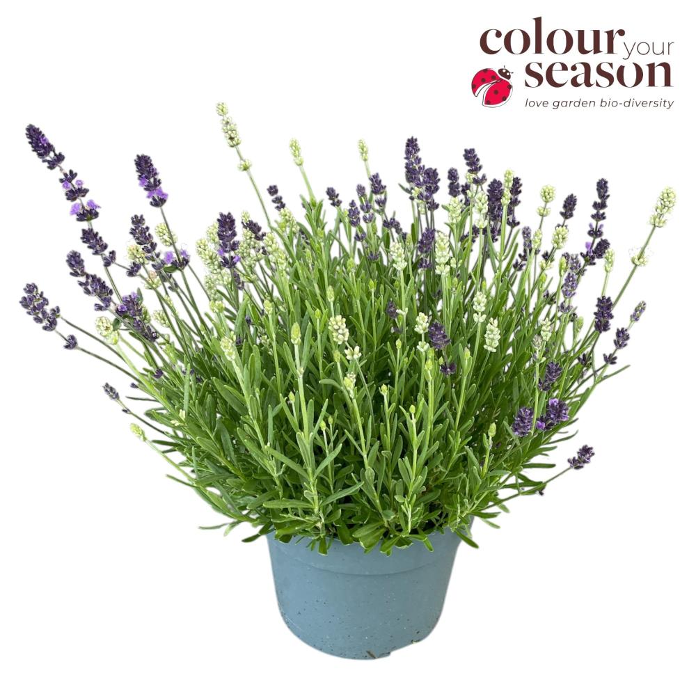 lavandula
