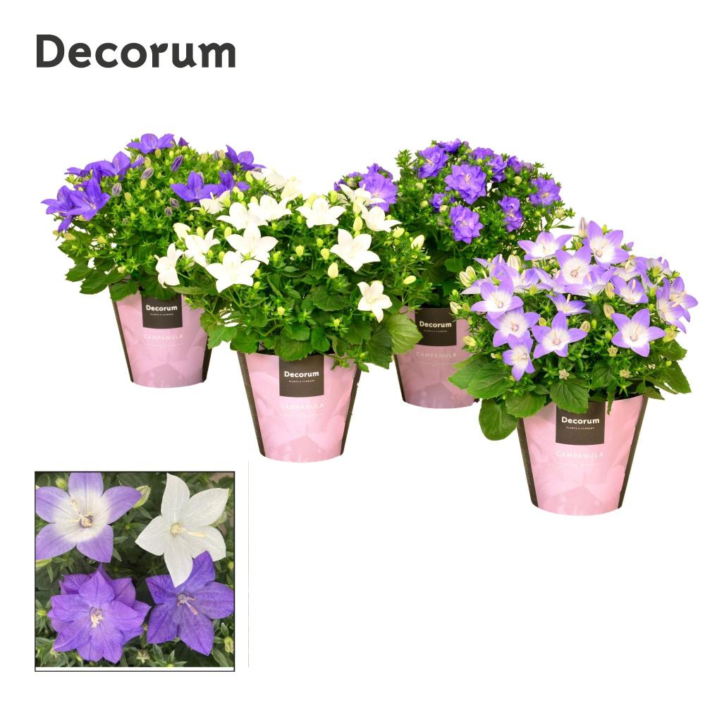 campanula