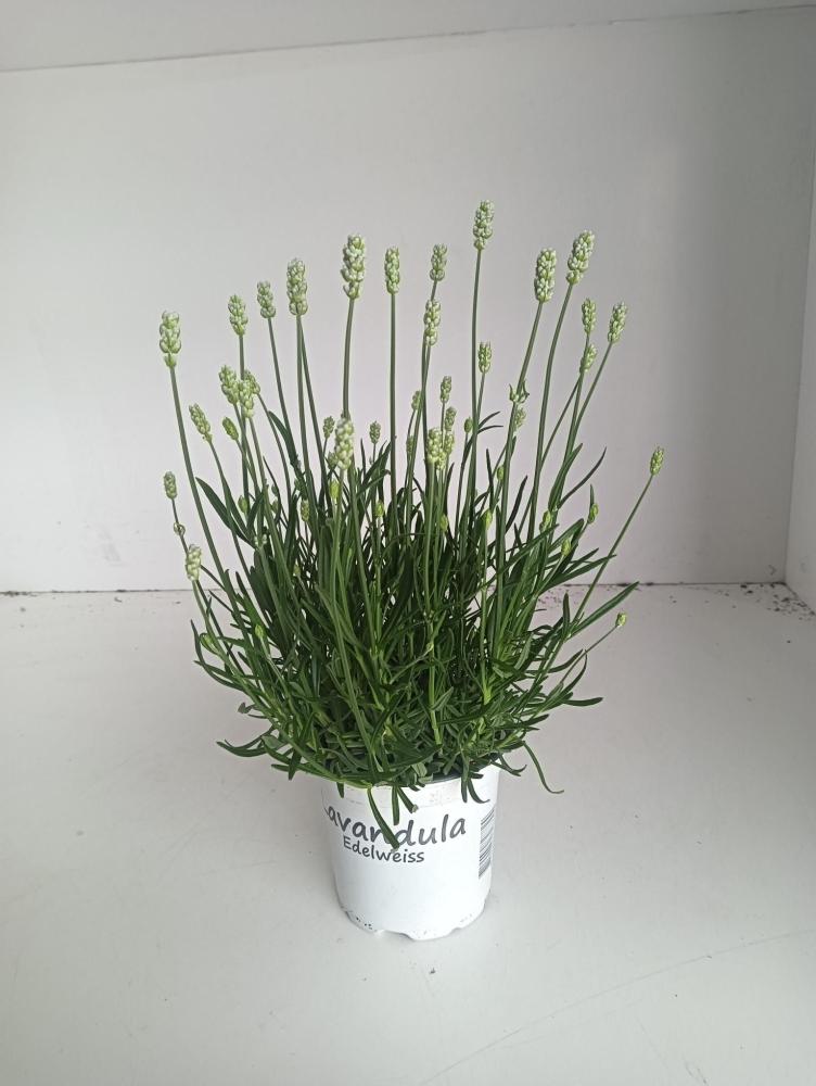 lavandula