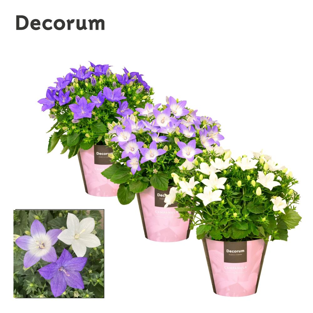 campanula