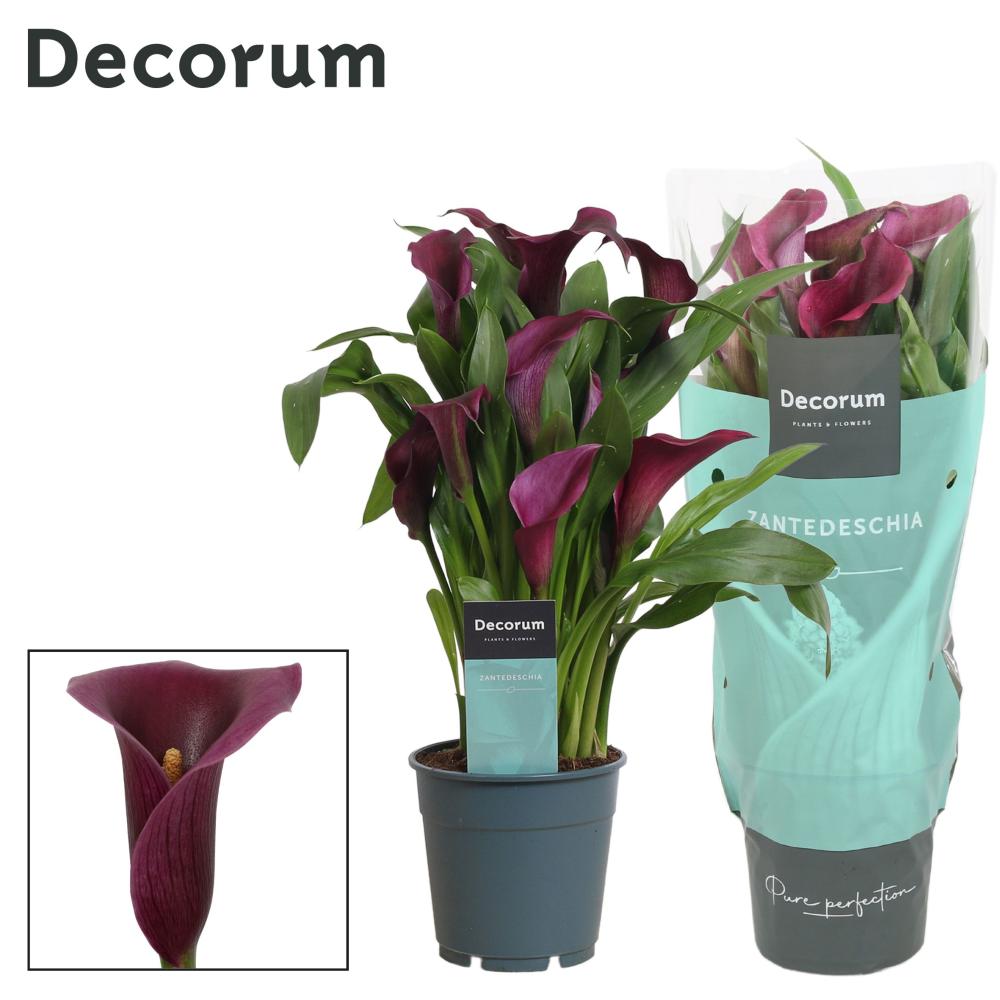 zantedeschia