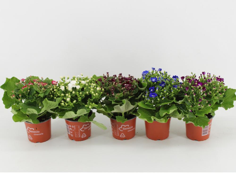 Cineraria - pericallis