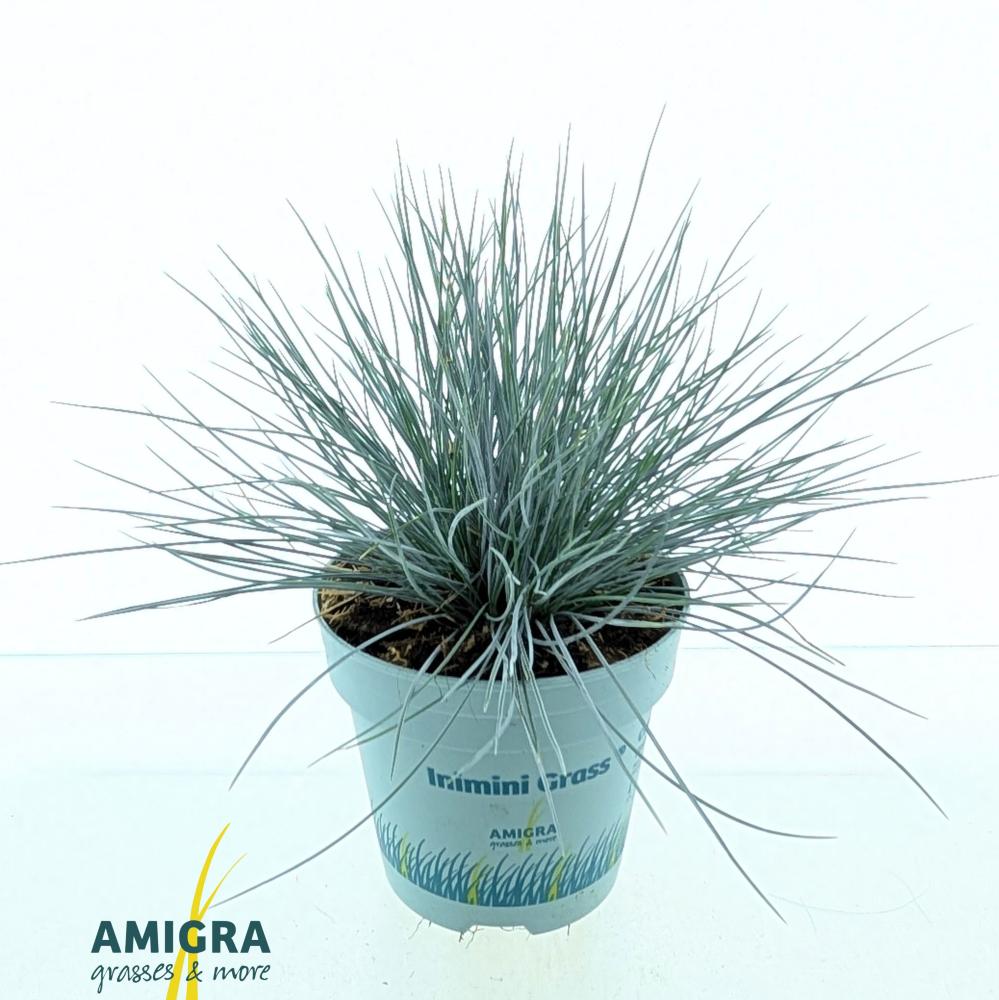 Festuca