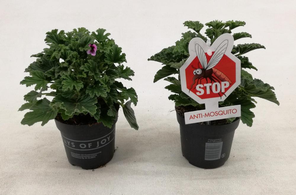 pelargonium odorant