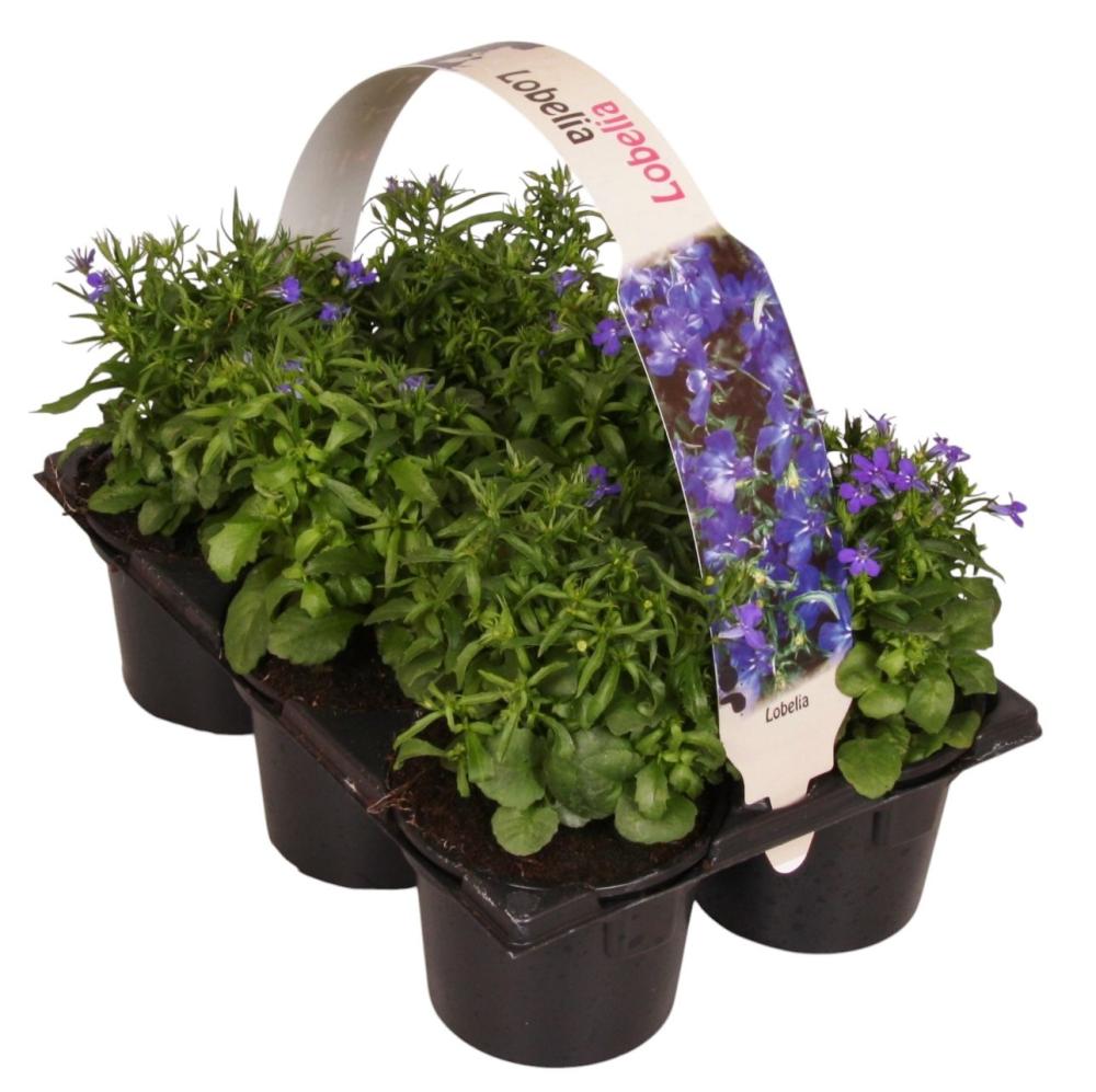 Lobelia