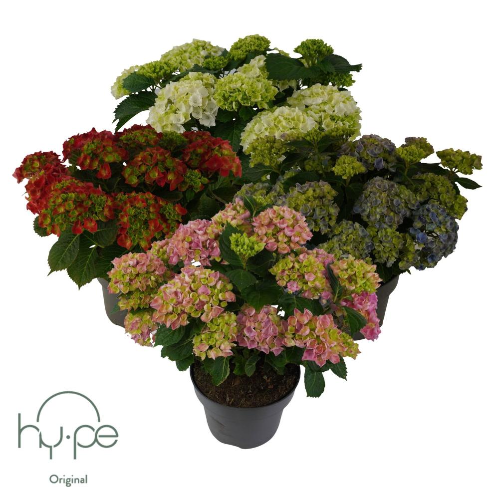 hydrangea
