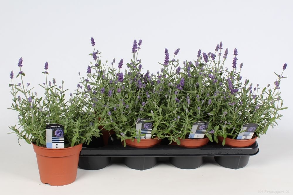 lavandula