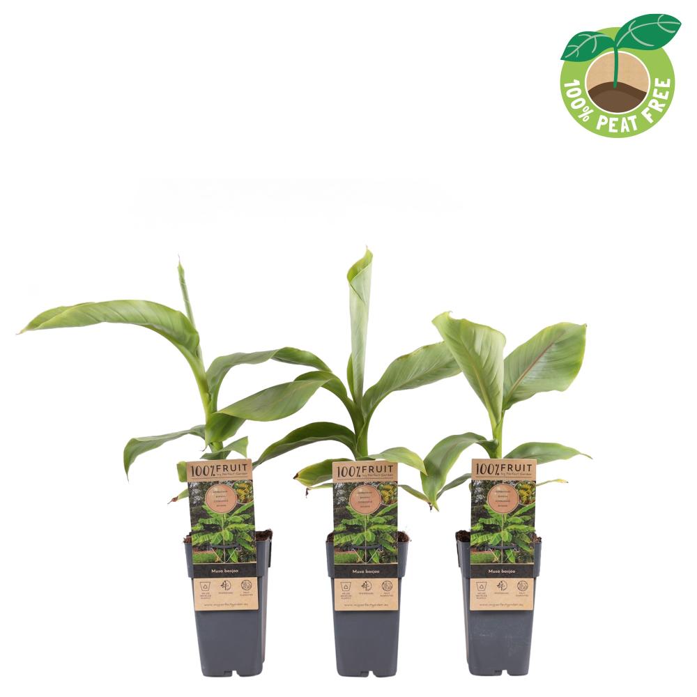 musa