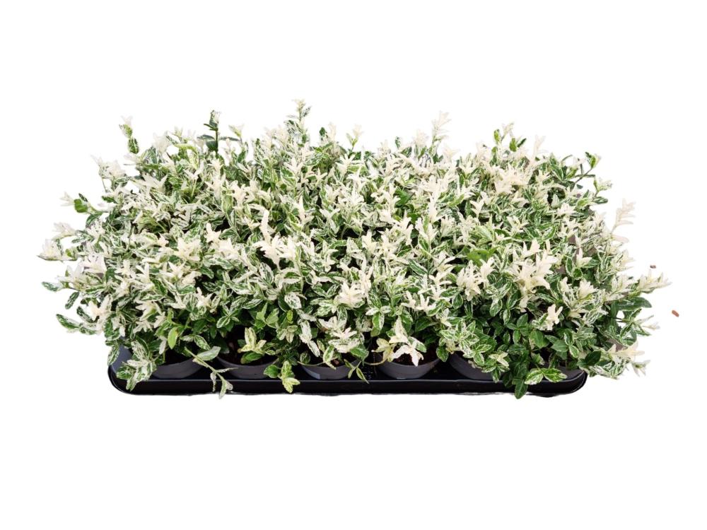 euonymus