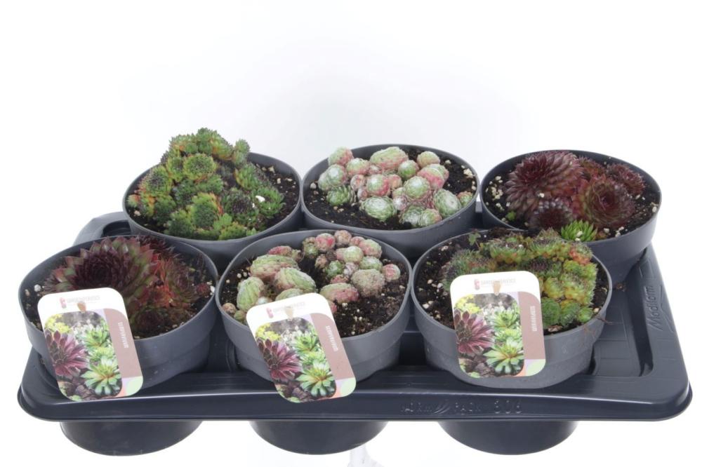 Sempervivum
