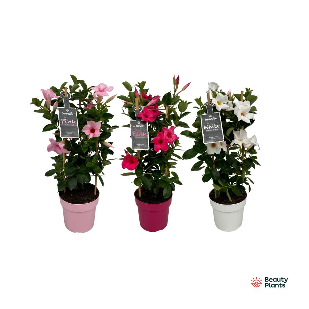 mandevilla-dipladenia